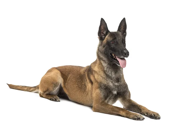 Belgischer Schäferhund liegt vor weißem Hintergrund — Stockfoto