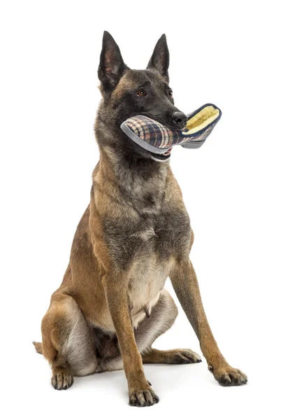 Belgian Shepherd sitting and holding a slipper in against white background — Stock Photo, Image