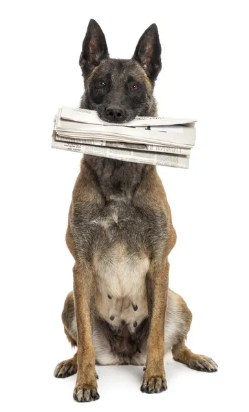 Belgian Shepherd sitting and holding newspaper in its mouth against white background — Stock Photo, Image