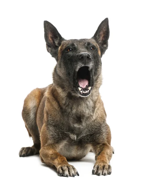 Belgian Shepherd lying and yawning against white background — Stock Photo, Image