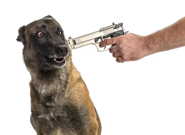 Pistool wees op een bang Belgische Shepherd's hoofd tegen witte achtergrond — Stockfoto