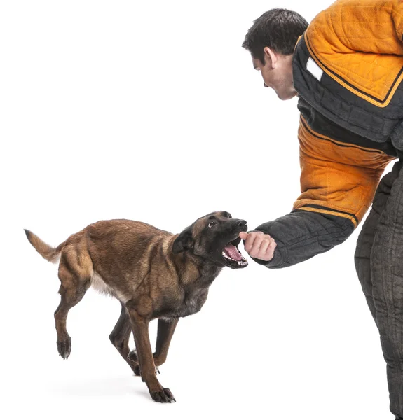 Belgian Shepherd running to attack the arm of a trainer wearing a body bite suit against white background — Stock Photo, Image