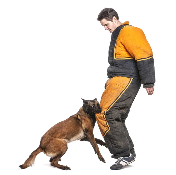 Belgian Shepherd attacking the leg of a trainer wearing a body bite suit against white background — Stock Photo, Image