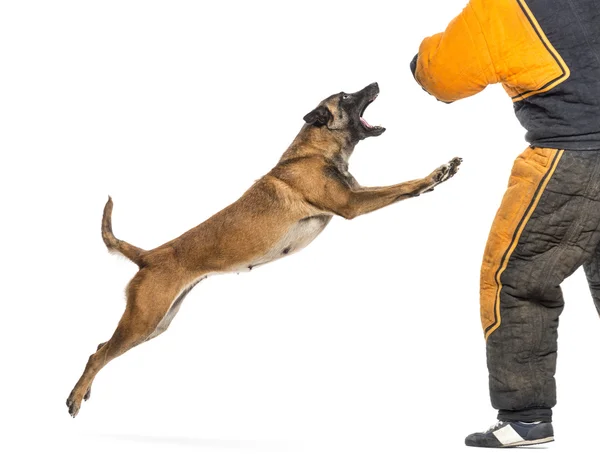 Belgischer Schäferhund springt im Anzug vor weißem Hintergrund auf Trainer zu — Stockfoto