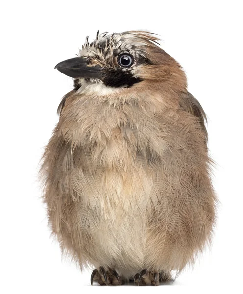 Eurasian Jay, Garrulus glandarius, 8 years old against white background — Stock Photo, Image