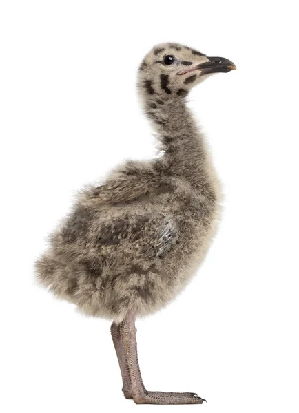 Vista lateral de um pintainho de Arenque Europeu, Larus argentatus, 1 mês de idade contra fundo branco — Fotografia de Stock