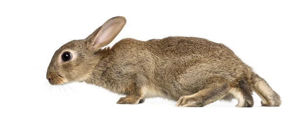 Konijn of gemeenschappelijke konijn, 2 maanden oud, oryctolagus cuniculus tegen witte achtergrond — Stockfoto