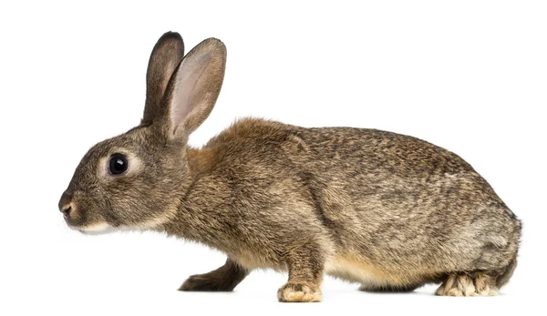 Conejo europeo o conejo común, de 3 meses de edad, Oryctolagus cuniculus sobre fondo blanco —  Fotos de Stock