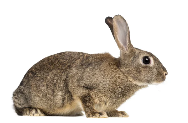 Avrupa tavşan veya ortak tavşan, 3 aylık, beyaz arka plan karşı dikkatli European — Stok fotoğraf