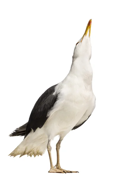 Masculino Grande preto apoiado gaivota olhando para cima, larus marinus, contra branco fundo — Fotografia de Stock