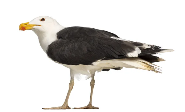 Mannelijke grote mantelmeeuw, larus marinus, tegen witte achtergrond — Stockfoto