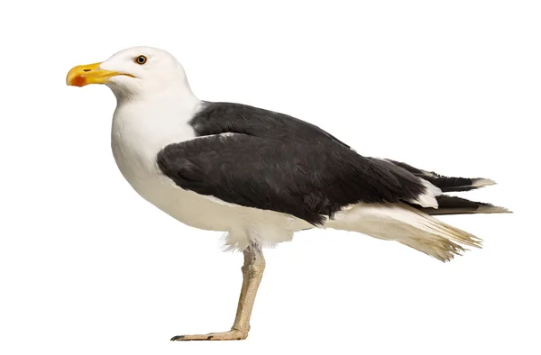 Vista lateral de um Grande Gaivota Preto Masculino, Larus marinus, contra fundo branco — Fotografia de Stock