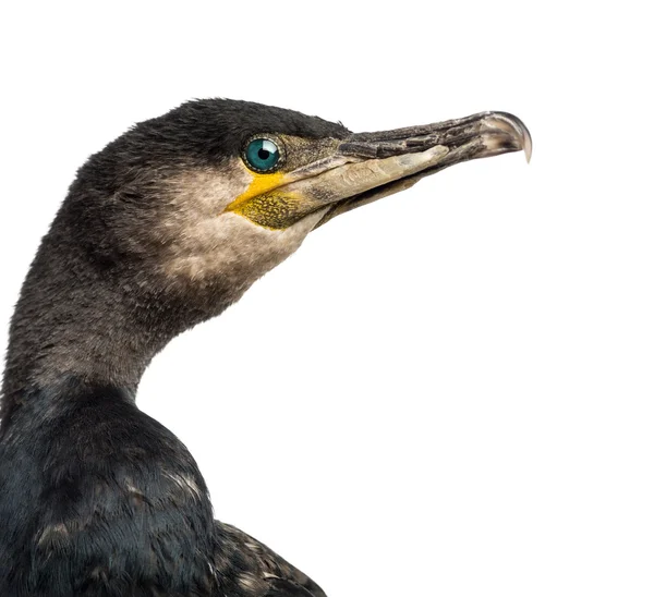 Grote aalscholvers, phalacrocorax carbo, ook bekend als de Aalscholver zwarte tegen witte achtergrond — Stockfoto