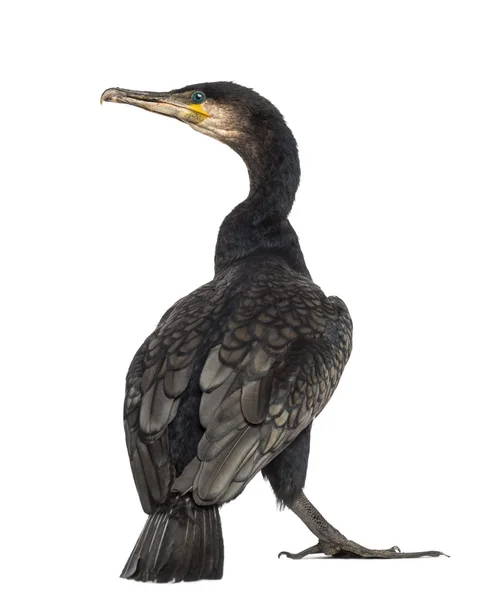 Bakifrån av en stor måsar, phalacrocorax carbo, även känd som den stora svarta skarv mot vit bakgrund — Stockfoto