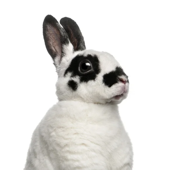 Dalmatin králík proti Bílému pozadí — Stock fotografie