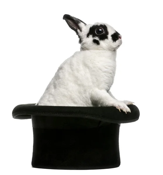 Lapin Dalmate debout dans le chapeau du magicien, sur fond blanc — Photo