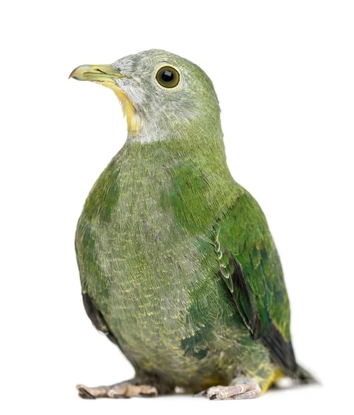 Black-naped Fruit Dove, Ptilinopus melanospilus, 2.5 months old against white background — Stock Photo, Image