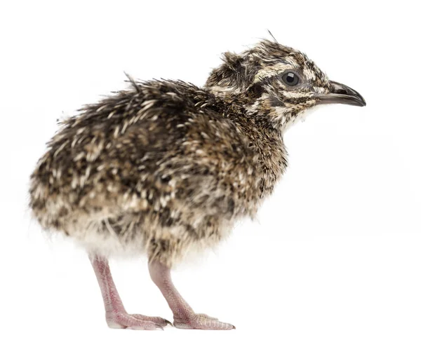 Elegant Crested Tinamou chick, Eudromia elegans, 1 day old, also known as Martineta Tinamou against white background — Stock Photo, Image