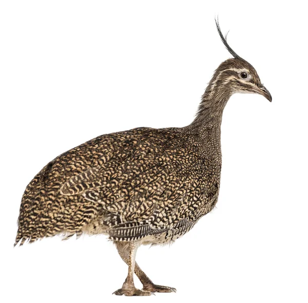 Elegante Tinamou Crested, Eudromia elegans, 3 meses, também conhecido como Martineta Tinamou contra fundo branco — Fotografia de Stock