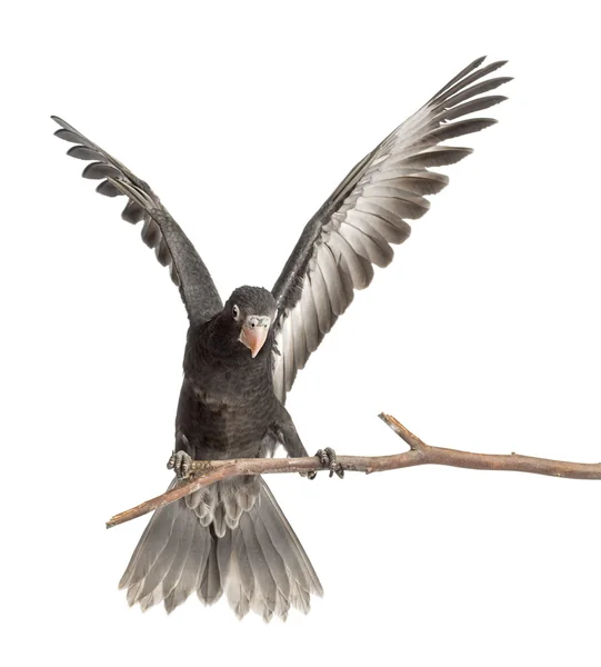 更大的瓦萨鹦鹉，coracopsis 瓦萨，7 周老，栖息在分支与传播翼白色背景上 — 图库照片
