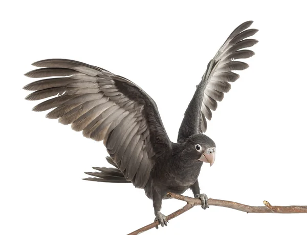 Greater Vasa Parrot, Coracopsis vasa, 7 weeks old, perched on branch with spread wings against white background — Stock Photo, Image