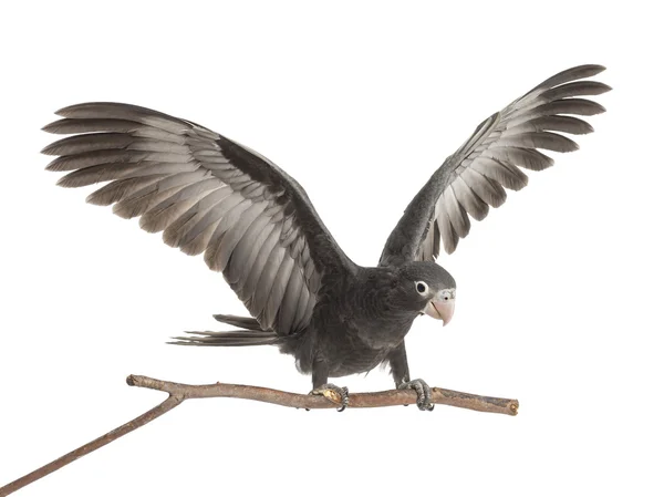 Μεγαλύτερη Βάσα παπαγάλος, coracopsis Βάσα, 7 εβδομάδων, που σκαρφαλωμένο σε υποκατάστημα με φτερά εξάπλωση λευκό φόντο — Φωτογραφία Αρχείου