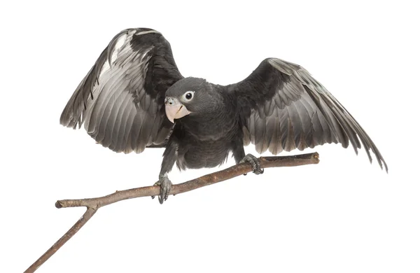 Maior papagaio Vasa, Coracopsis vasa, 7 semanas de idade, empoleirado em ramo com asas abertas contra fundo branco — Fotografia de Stock