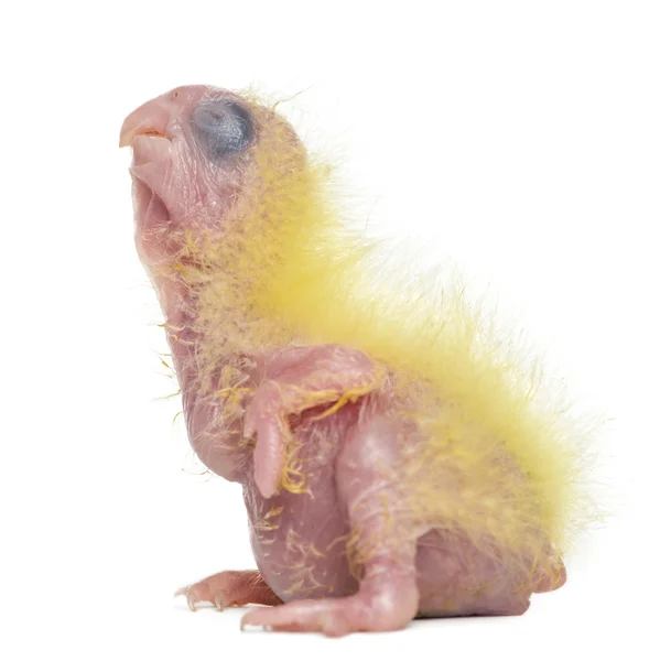 Sulphur-crested Cockatoo chick, Cacatua galerita, 4 days old against white background — Stock Photo, Image