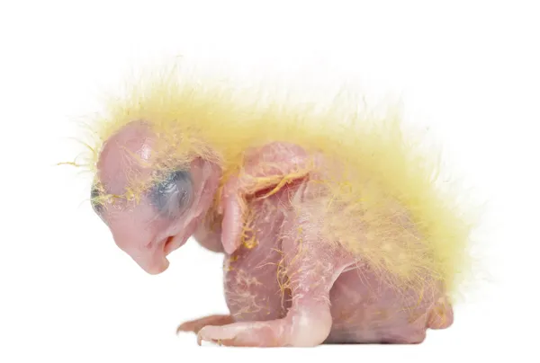 Sulphur-crested Cockatoo chick sleeping, Cacatua galerita, 4 days old against white background — Stock Photo, Image