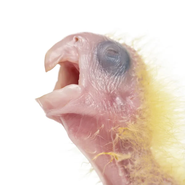 Svavel-crested kakadua chick calling, cacatua galerita, 4 dagar — 图库照片