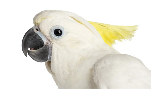 Zwavel-crested cockatoo, cacatua galerita, 9 weken oude tegen witte achtergrond — Stockfoto
