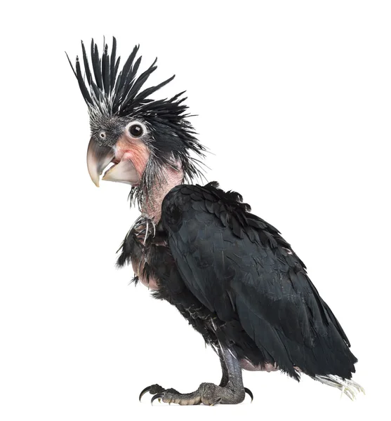 棕头鹦鹉，probosciger aterrimus，6 周老，也称为巨人美冠鹦鹉白色背景 — 图库照片
