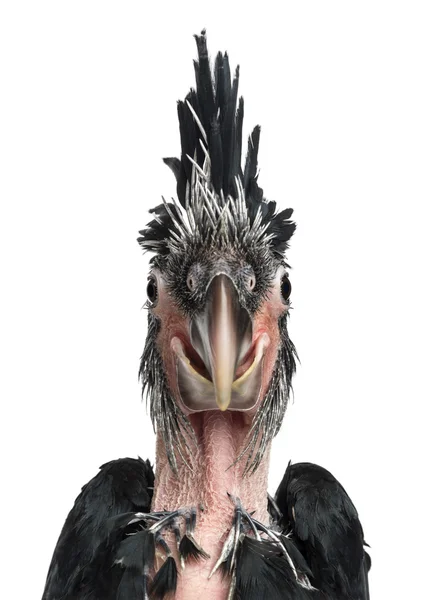 Palm Cockatoo, Probosciger aterrimus, 6 weeks old, also known as the Goliath Cockatoo against white background — Stock Photo, Image