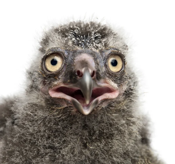 Pulcino gufo delle nevi, Bubo scandiacus, 19 giorni contro la schiena bianca — Foto Stock