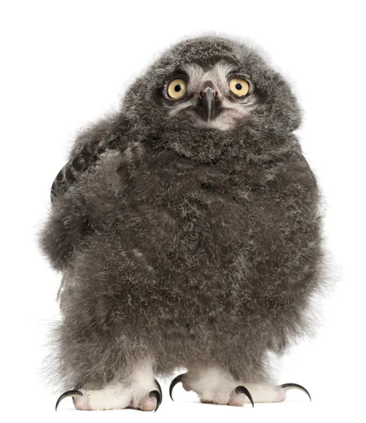 Snowy Owl chick, Bubo scandiacus, 31 день на белом фоне — стоковое фото