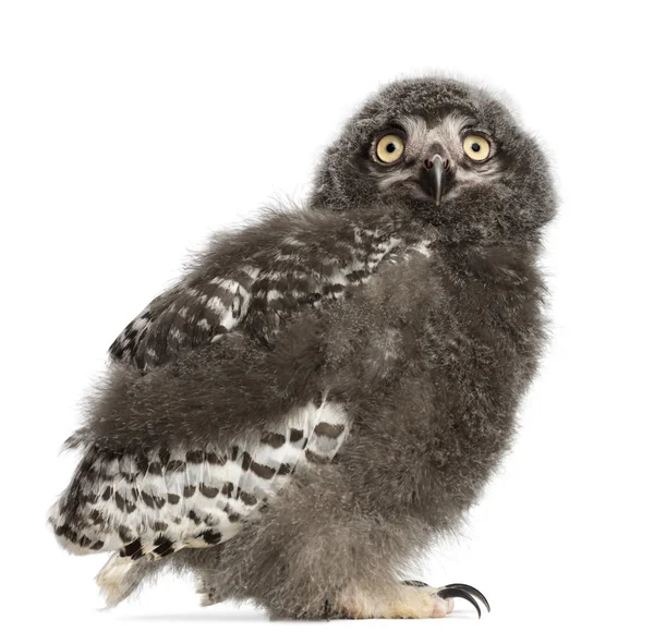 Snowy Owl chick, Bubo scandiacus, 31 days old against white background — Stock Photo, Image