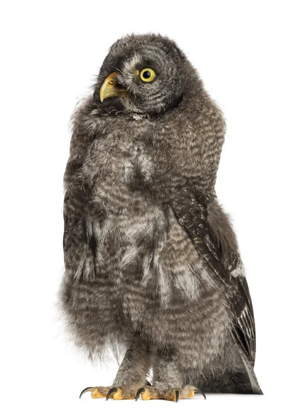 大灰猫头鹰或拉普兰猫头鹰，strix 猫科，3 个月大白色背景 — 图库照片
