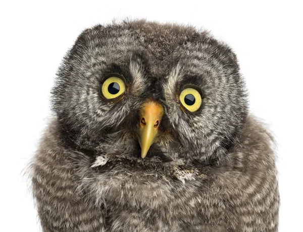 Búho Gris Grande o Búho Laponia, Nebulosa Strix, 2 meses de edad sobre fondo blanco — Foto de Stock