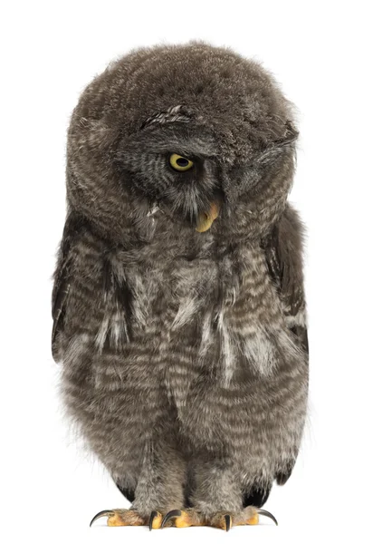Great Grey Owl или Land Owl, смотрящий вниз, туманность Strix, 2 месяца, на белом фоне — стоковое фото