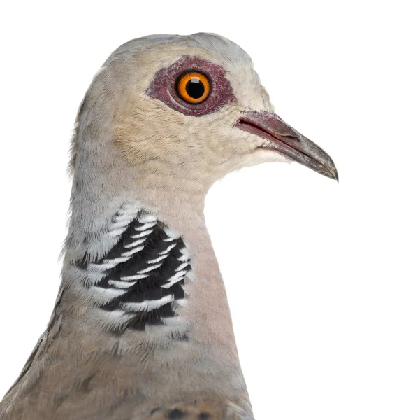 Europeiska turtle dove, streptopelia turtur, även känd som turtle dove mot vit bakgrund — Stockfoto