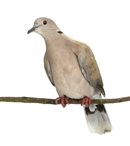 นกพิราบคอชาวยูเรเชียนตั้งอยู่บนสาขา Streptopelia decaocto ซึ่งส่วนใหญ่มักเรียกว่านกพิราบคอเมื่อเทียบกับพื้นหลังสีขาว — ภาพถ่ายสต็อก