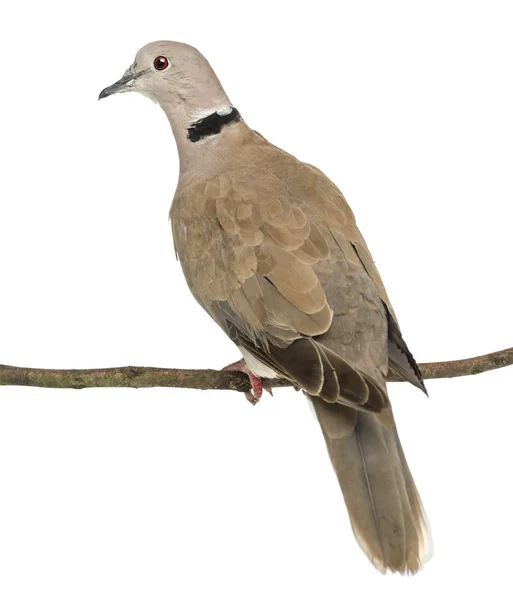 Vista trasera de una paloma de collar euroasiática encaramada en una rama, Streptopelia decaocto, a menudo llamada la paloma de collar contra fondo blanco — Foto de Stock