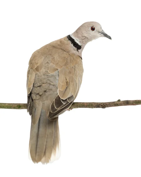 Avrasya yakalı güvercin, streptopelia decaocto, genellikle yakalı güvercin beyaz bir arka plana dayanır adı — Stok fotoğraf