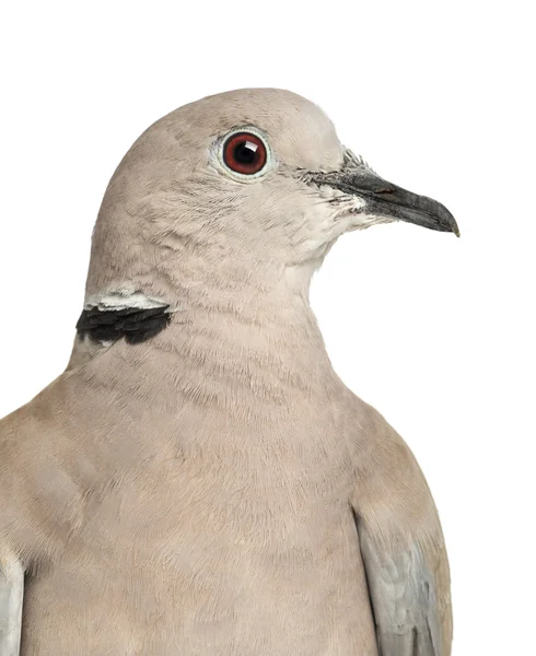 Eurasiska collared duva, streptopelia decaocto, kallas ofta collared duvan mot vit bakgrund — Stockfoto