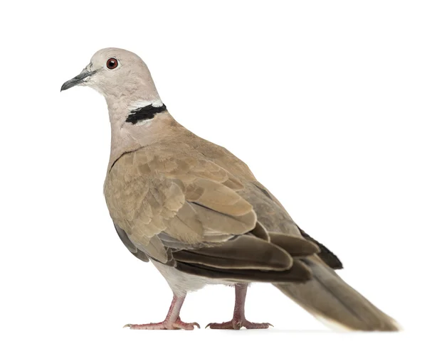 Avrasya yakalı güvercin, streptopelia decaocto, genellikle yakalı güvercin beyaz bir arka plana dayanır adı — Stok fotoğraf