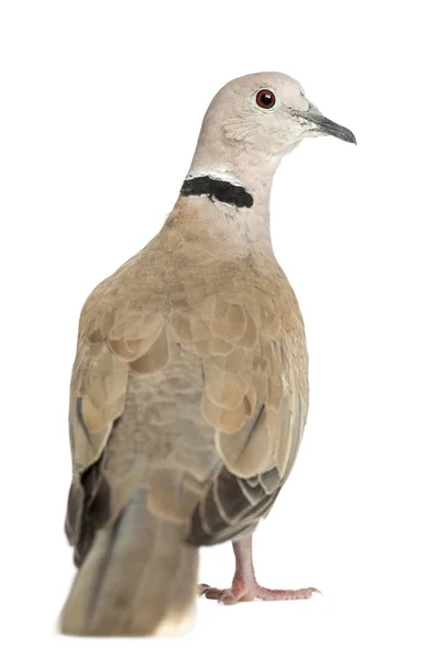 Vue arrière de la Tourterelle à collier eurasienne, Streptopelia decaocto, souvent appelée Tourterelle à collier sur fond blanc — Photo