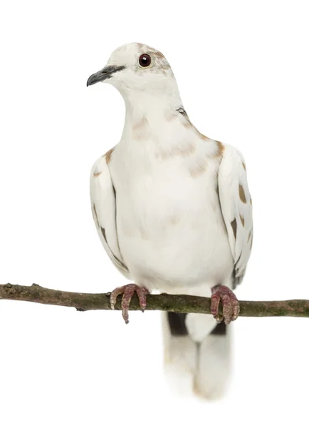 Afrikanska collared dove uppe på gren, streptopelia roseogrisea, mot vit bakgrund — Stockfoto