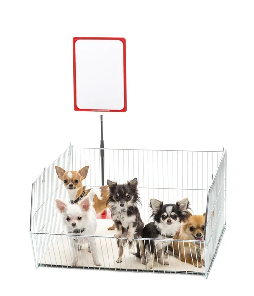 Chihuahuas in cage with white board against white background — Stock Photo, Image