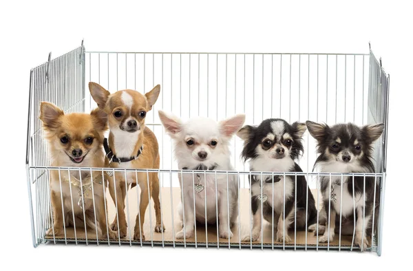 Chihuahuas en jaula sobre fondo blanco — Foto de Stock