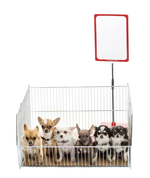 Chihuahuas em gaiola com placa branca contra fundo branco — Fotografia de Stock